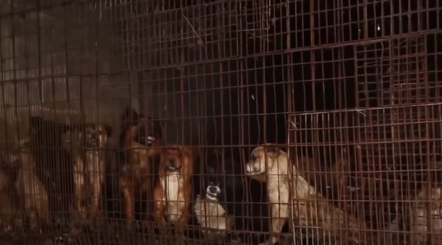 Южный Китай: кровавый фестиваль подходит к концу
